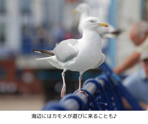 海辺にはカモメが遊びに来ることも♪