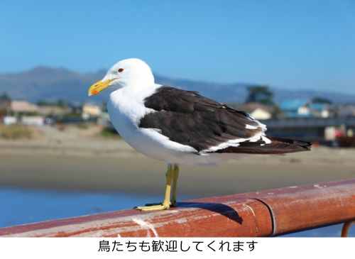 鳥たちも歓迎してくれます